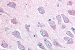 LINGO-1 Antibody, Novus Biologicals 50 &mu;g; Unconjugated:Antibodies,